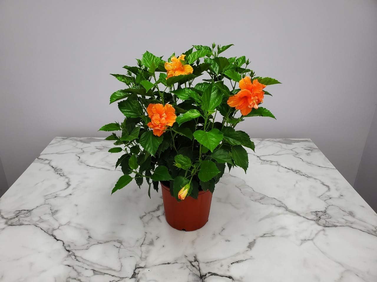 Double Peach Hibiscus Bush Live Plant Overall Height 26" to 28" U6079