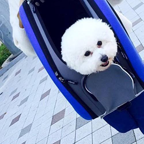 5 in 1 Pet Carrier Backpack Carseat Stroller with Wheels Blue J44595