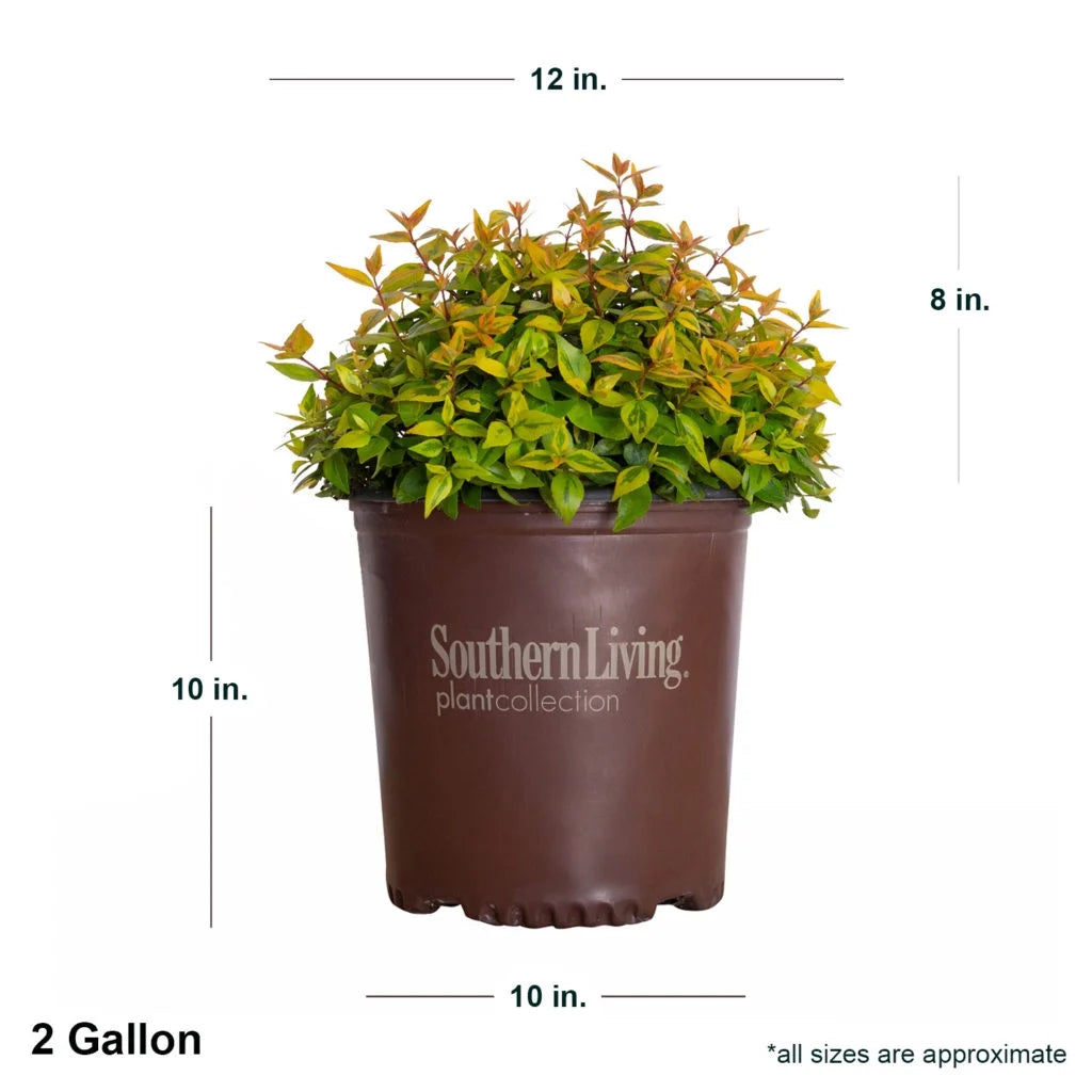 1.5 Gallon Evergreen Shrub with Variegated Foliage T992040