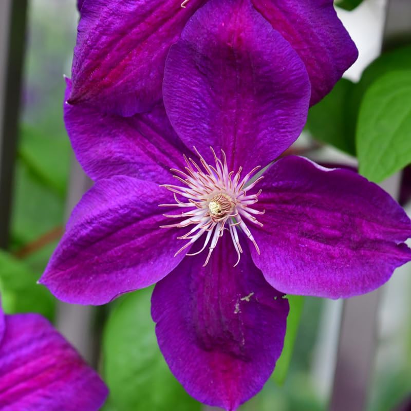 Dark Red Purple Clematis Vine Plant in 2.5 Inch Pot C869038