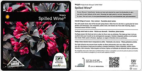 Weigela florida Spilled Wine Shrub, pink flowers, #3 Size Container C7890