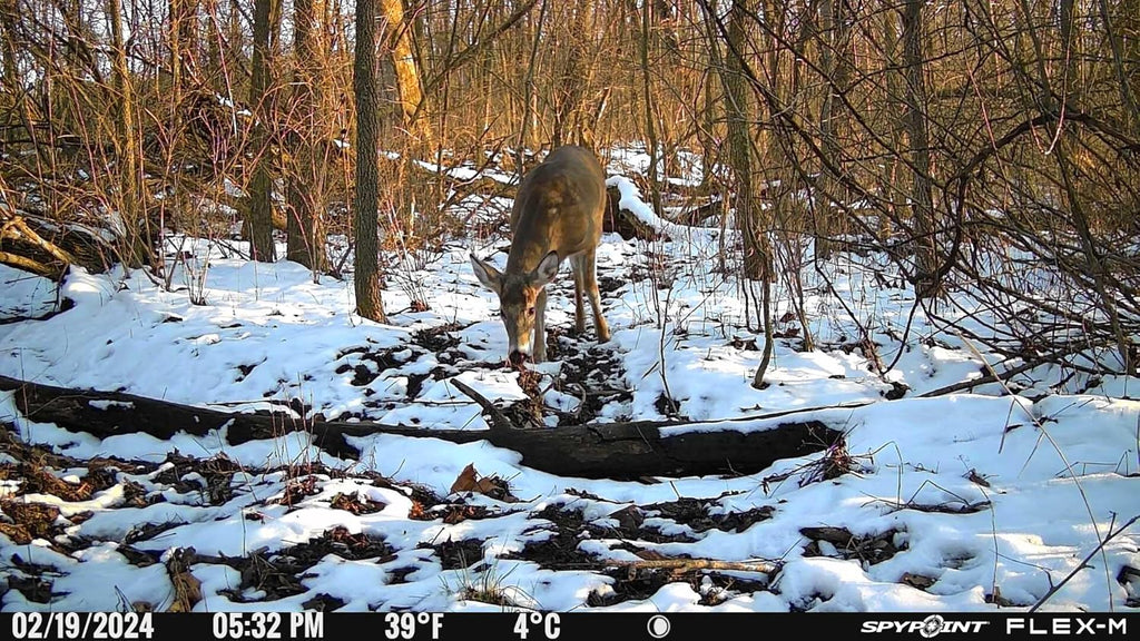 Twin Pack Cellular Hunting Trail Cameras with Night Vision, 28MP Photos, 720p Videos, Two Straps, Two 32GB SD Cards J696126