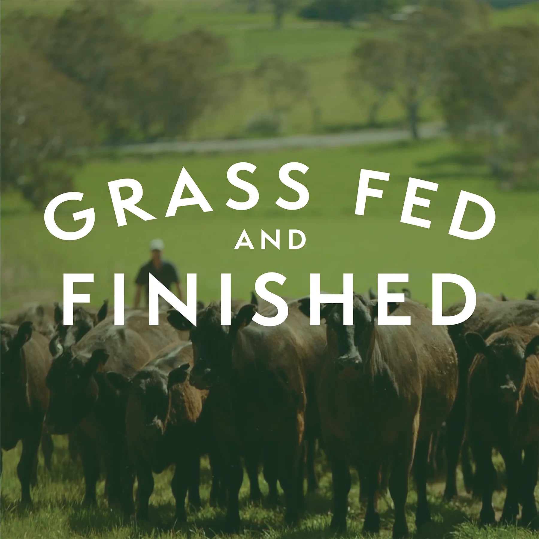 Grass Fed Ground Beef 85/15, Twelve 1lb Packages G1412