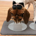 Pet Feeding Station U9084