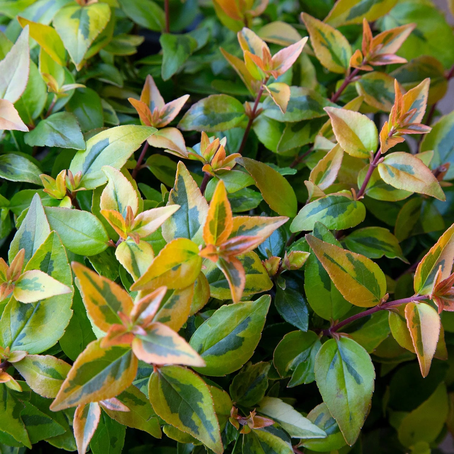 1.5 Gallon Evergreen Shrub with Variegated Foliage T992040