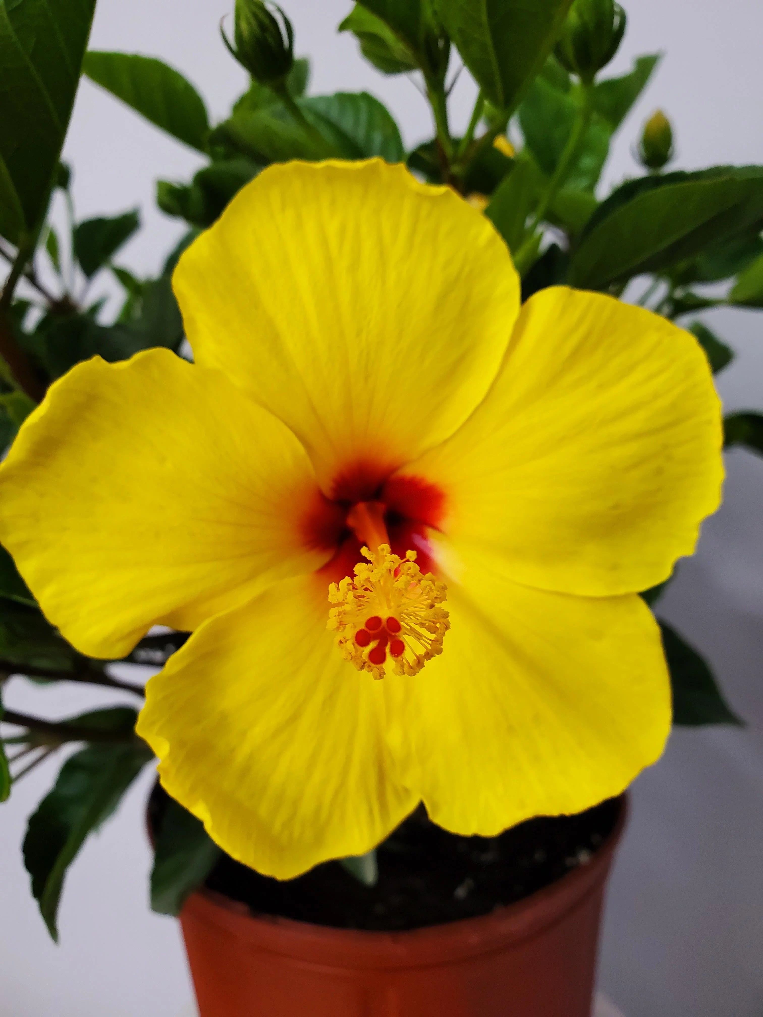 22" to 26" Yellow Hibiscus Plant with Red Throat F43396