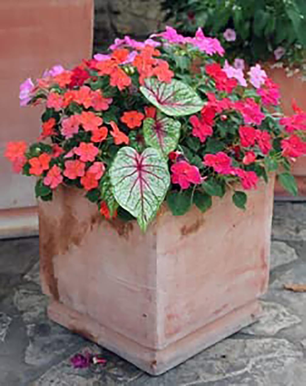 White with Red Marks Caladium J80308