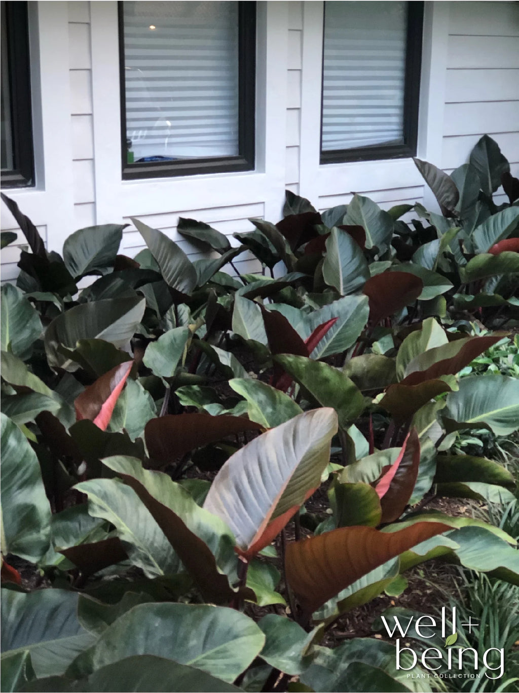 Philodendron Rojo Congo Live Plant (25-30 in. Tall) in Grower Pot I302