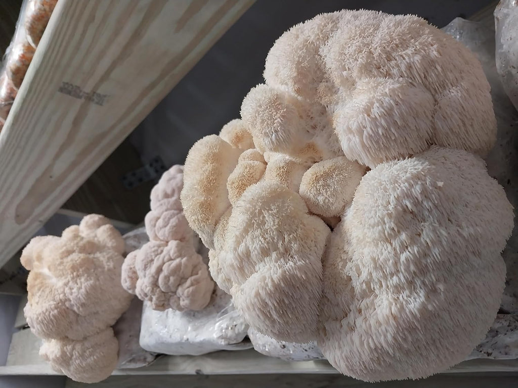 100 Lion's Mane Mushroom Plug Spawn L488813