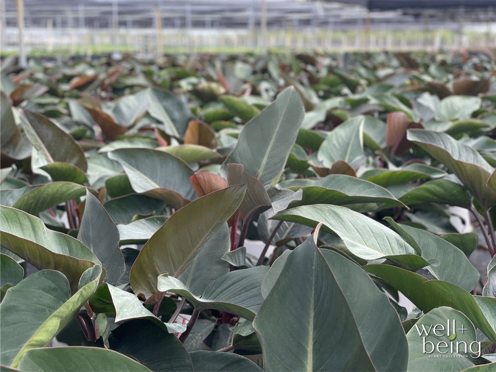 Philodendron Rojo Congo Live Plant (25-30 in. Tall) in Grower Pot I302
