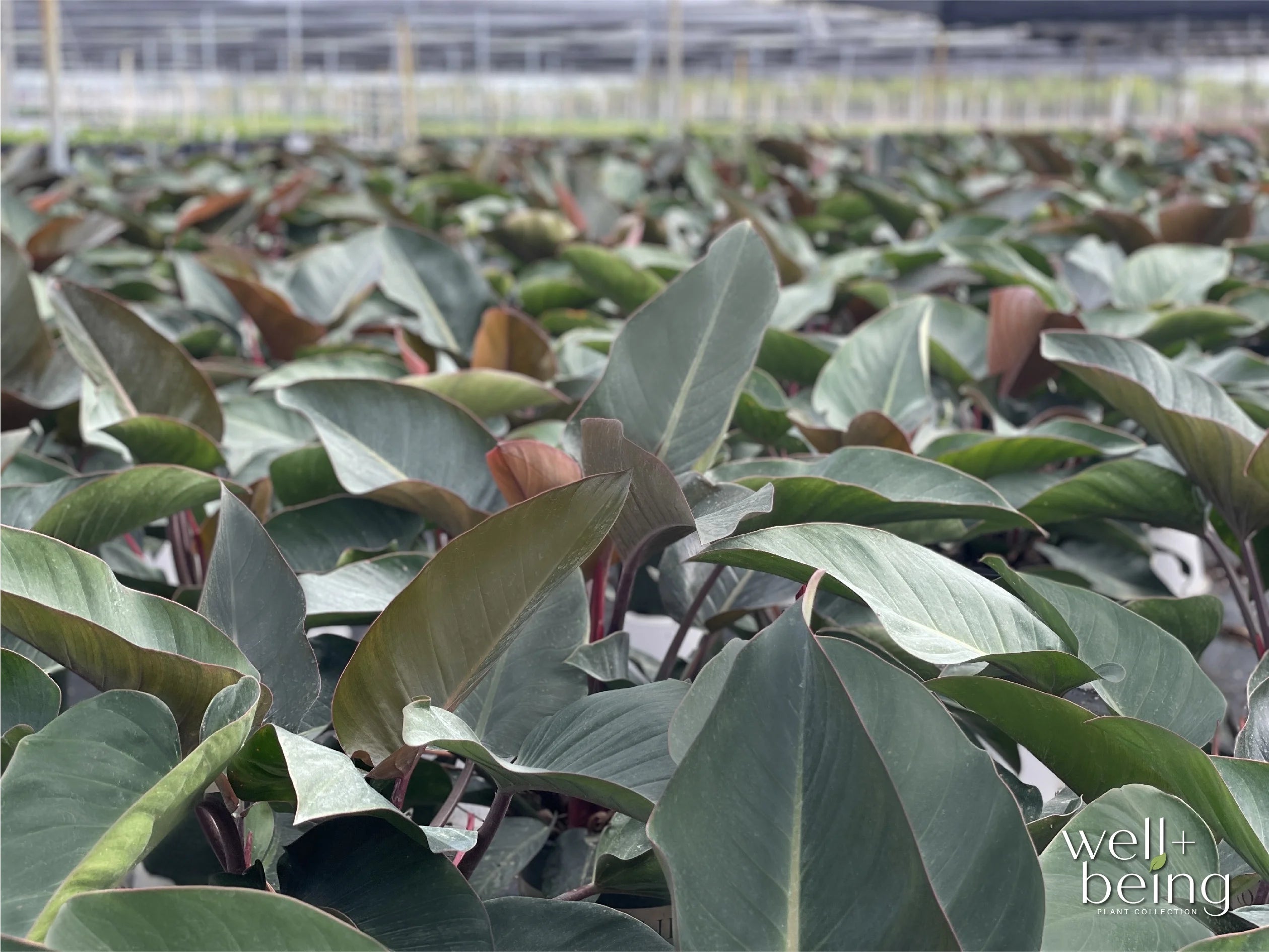 Philodendron Rojo Congo Live Plant (25-30 in. Tall) in Grower Pot I302