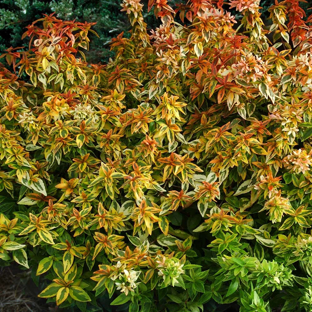 1.5 Gallon Evergreen Shrub with Variegated Foliage T992040