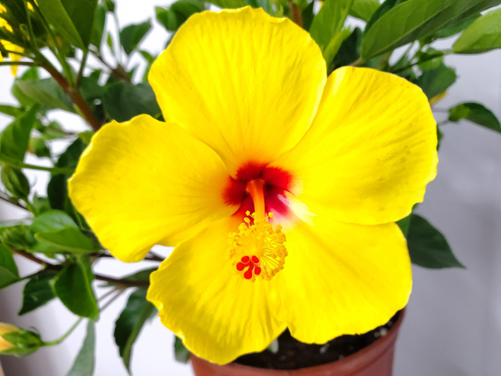 22" to 26" Yellow Hibiscus Plant with Red Throat F43396