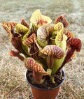Juvenile Bare Root Carnivorous Plant Sarracenia C853