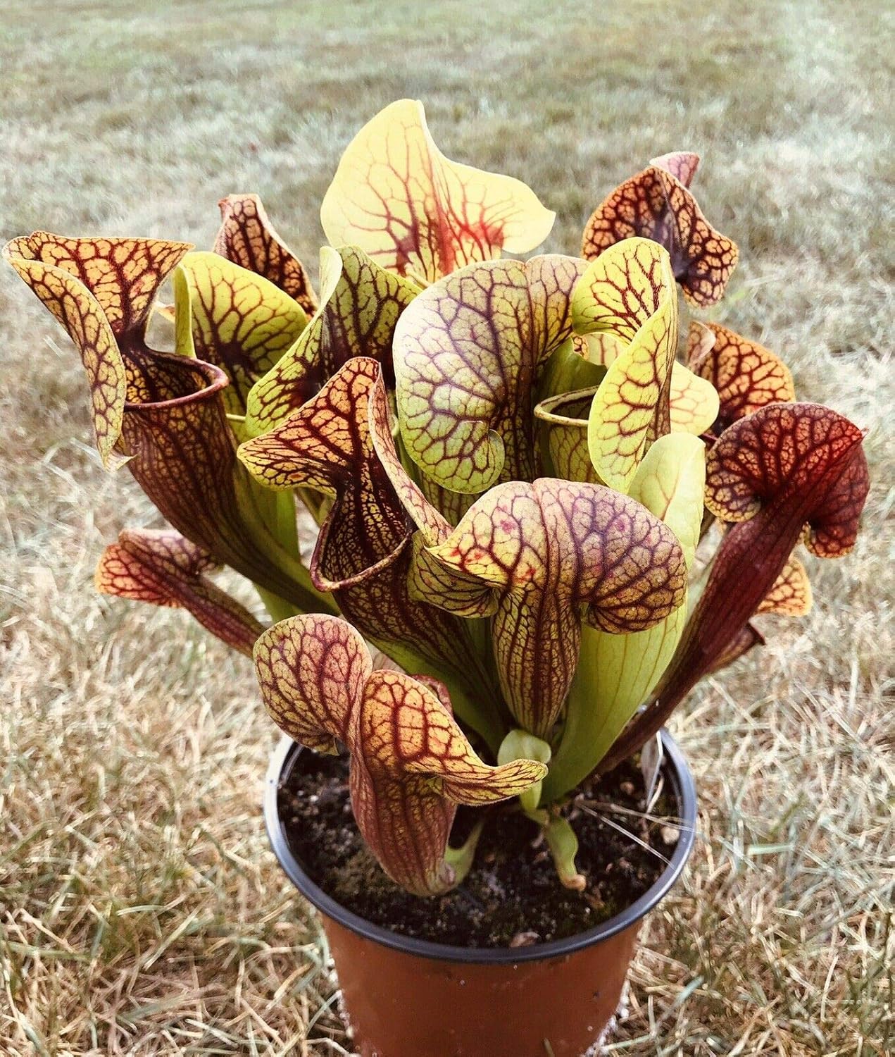 Juvenile Bare Root Carnivorous Plant Sarracenia C853
