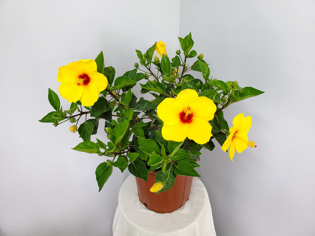 22" to 26" Yellow Hibiscus Plant with Red Throat F43396