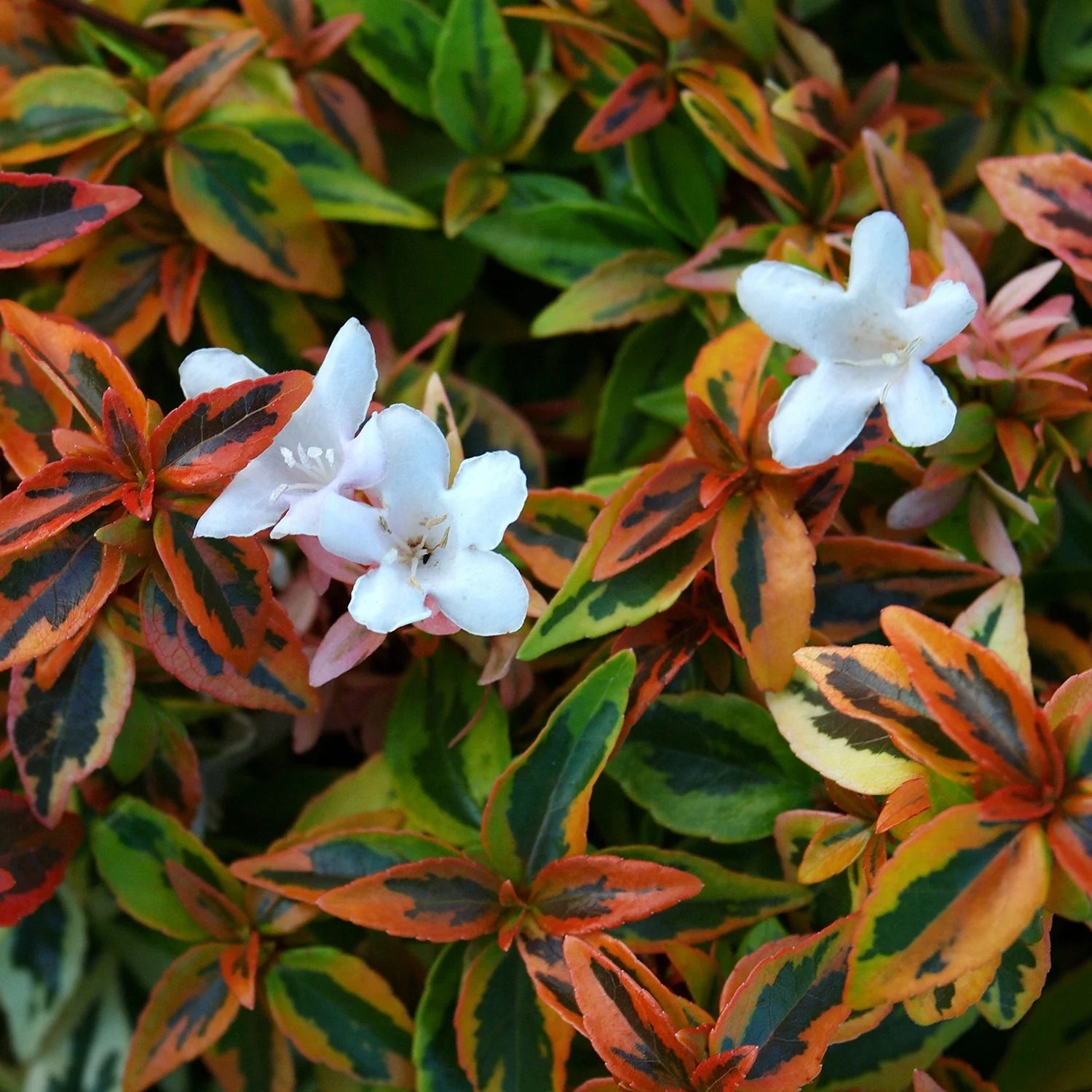 1.5 Gallon Evergreen Shrub with Variegated Foliage T992040