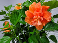 Double Peach Hibiscus Bush Live Plant Overall Height 26" to 28" U6079
