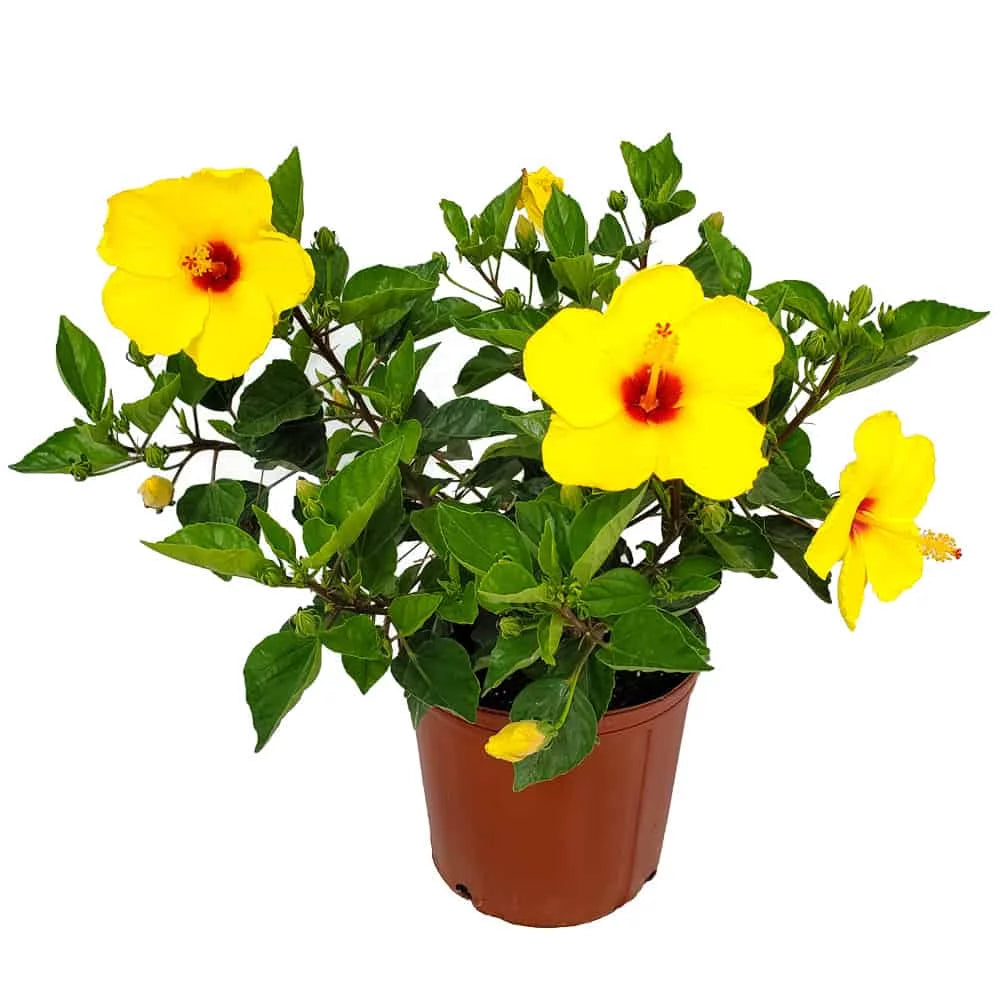22" to 26" Yellow Hibiscus Plant with Red Throat F43396