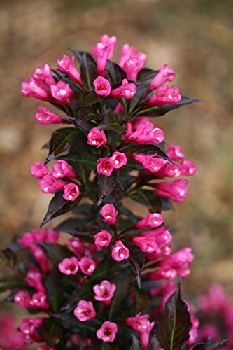 Weigela florida Spilled Wine Shrub, pink flowers, #3 Size Container C7890