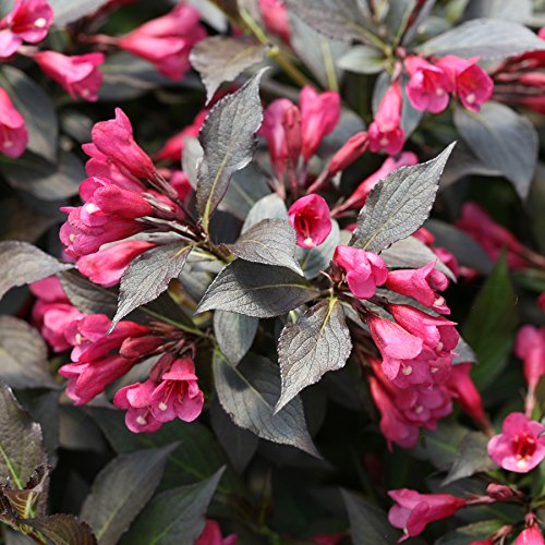 Weigela florida Spilled Wine Shrub, pink flowers, #3 Size Container C7890