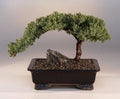 Large Juniper Procumbens nana Bonsai Tree H42056