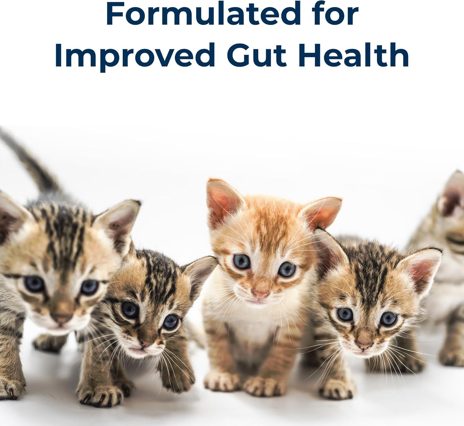 11 oz Ready-to-Feed Kitten Milk Replacer Liquid S273925