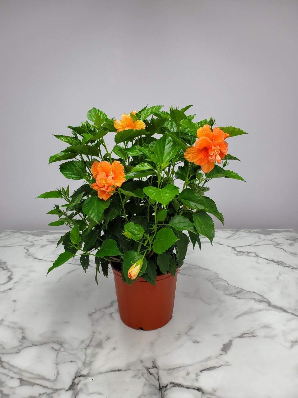 Double Peach Hibiscus Bush Live Plant Overall Height 26" to 28" U6079
