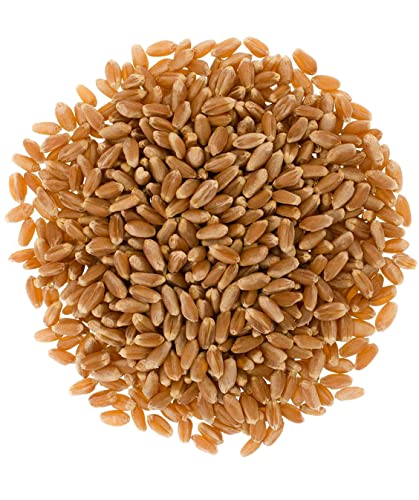 25 LBS Hard Red Winter Wheat Berries O1818