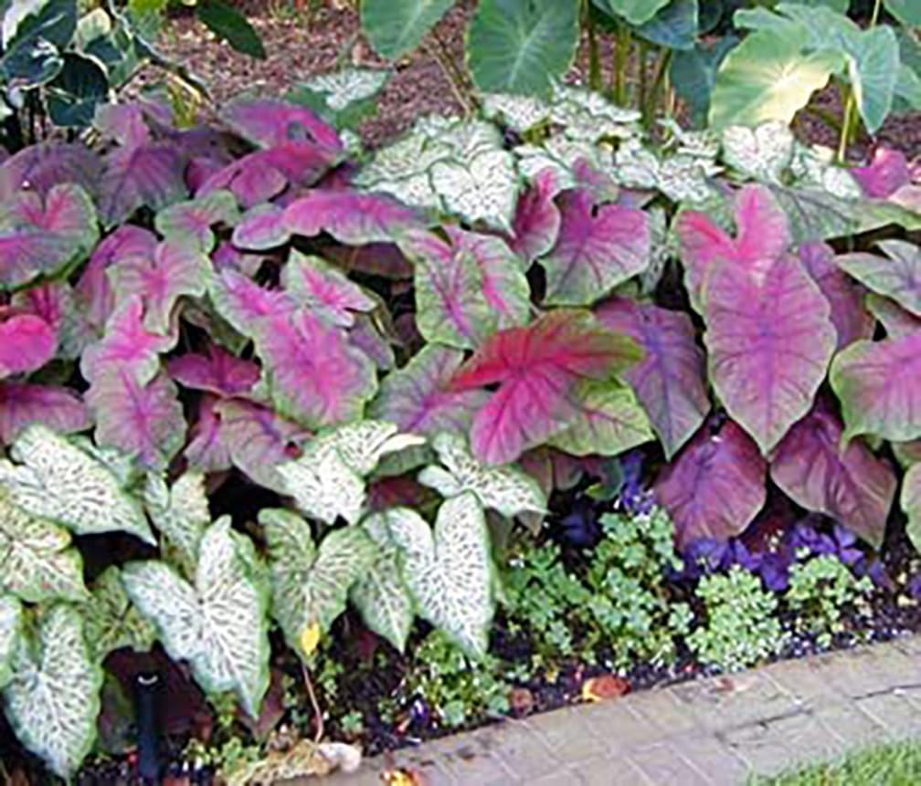 White with Red Marks Caladium J80308