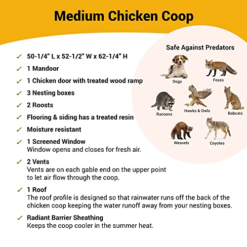 Medium Chicken Coop P21812