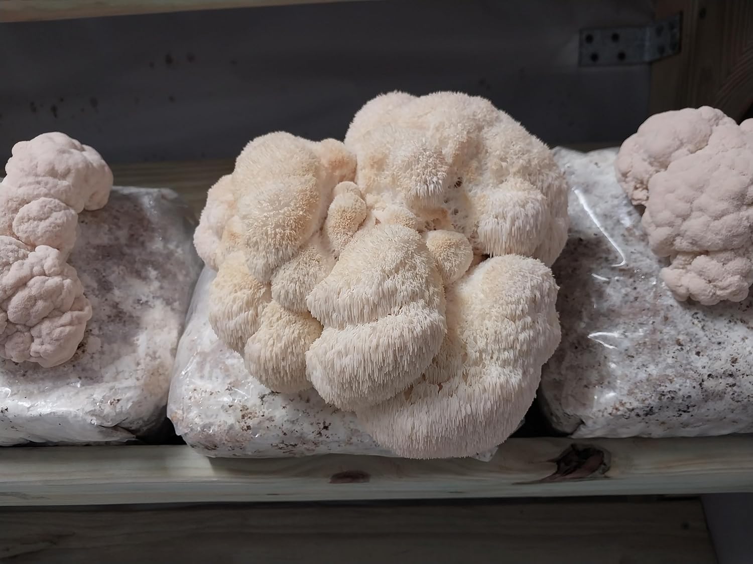 100 Lion's Mane Mushroom Plug Spawn L488813