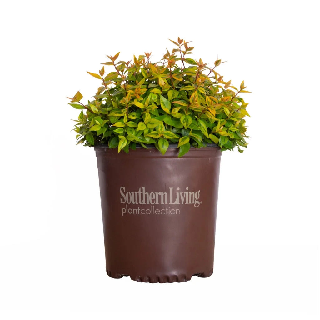 1.5 Gallon Evergreen Shrub with Variegated Foliage T992040