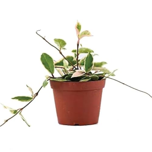 6" Hoya Carnosa Krimson Queen Plant S7194