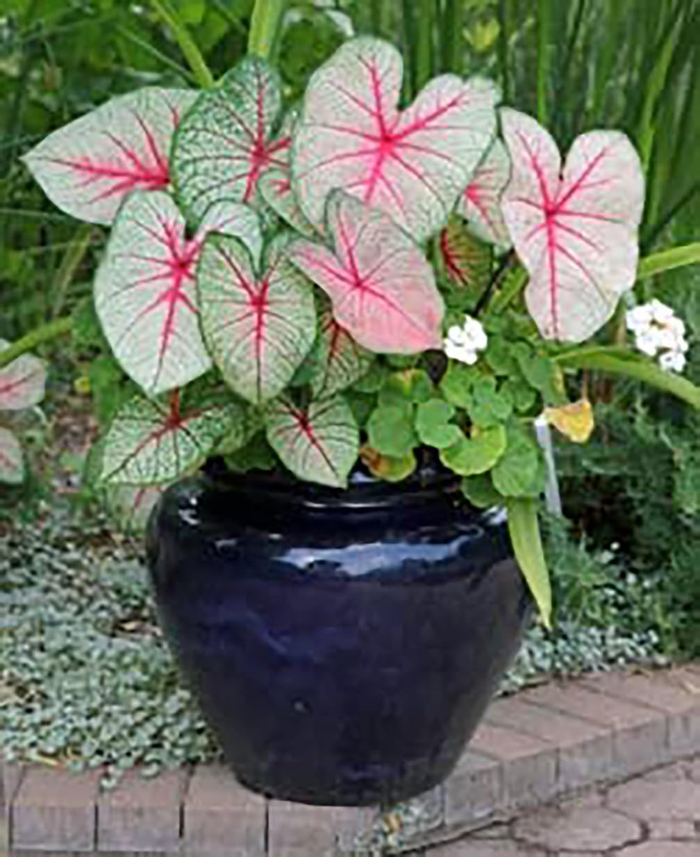 White with Red Marks Caladium J80308