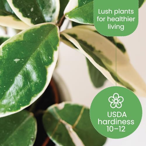 6" Hoya Carnosa Krimson Queen Plant S7194