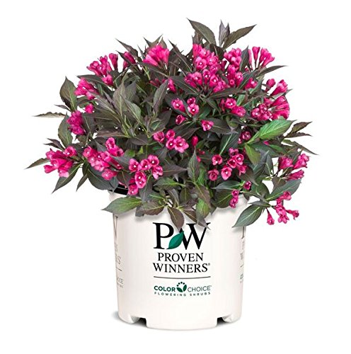 Weigela florida Spilled Wine Shrub, pink flowers, #3 Size Container C7890