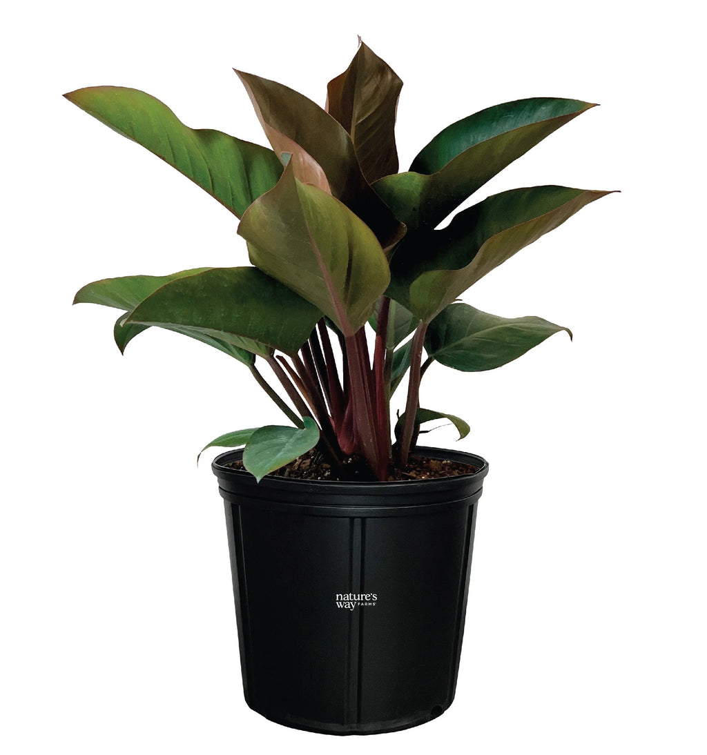 Philodendron Rojo Congo Live Plant (25-30 in. Tall) in Grower Pot I302
