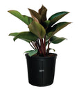 Philodendron Rojo Congo Live Plant (25-30 in. Tall) in Grower Pot I302