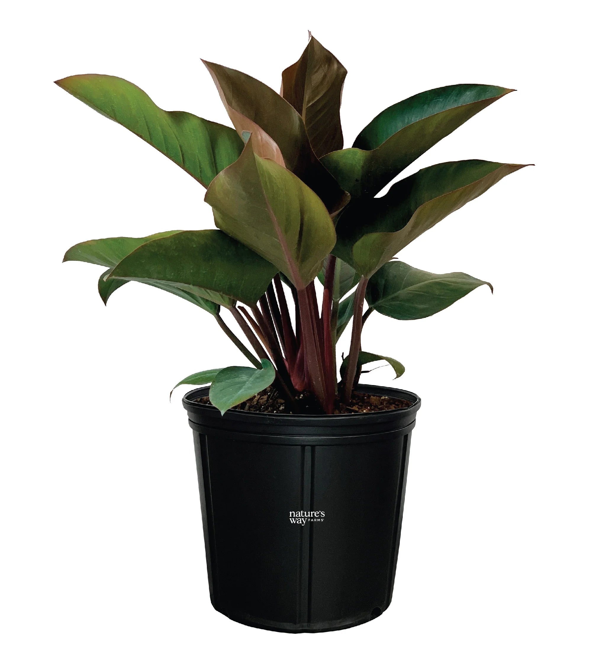 Philodendron Rojo Congo Live Plant (25-30 in. Tall) in Grower Pot I302