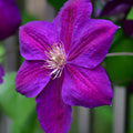 Dark Red Purple Clematis Vine Plant in 2.5 Inch Pot C869038