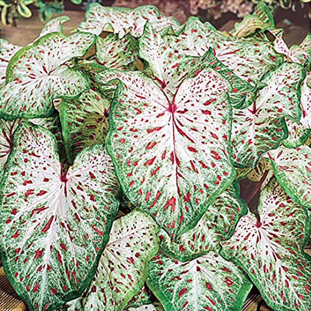 White with Red Marks Caladium J80308