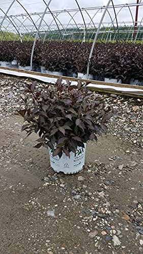 Weigela florida Spilled Wine Shrub, pink flowers, #3 Size Container C7890
