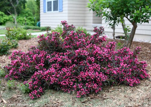 Weigela florida Spilled Wine Shrub, pink flowers, #3 Size Container C7890